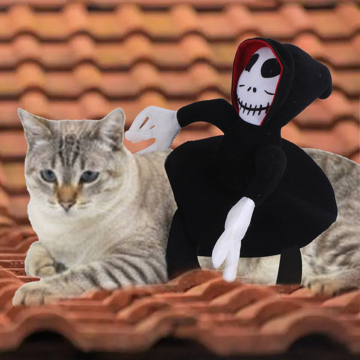 Halloween pet costume skull character for dogs and cats
